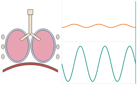 Mechanism of breathing: Breathe in and out and watch the diaphragm and ribs move, the intra-pulmonary pressure fall below atmospheric and air flow in; a trace of the air in the lungs shows the tidal, reserve and residual volumes and the capacities they add to.