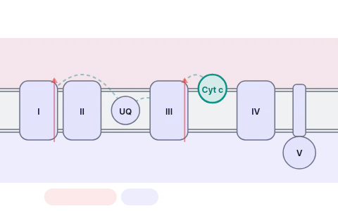 Electron transport system: Pass the electrons of NADH or FADH₂ from complex to complex to oxygen on the inner mitochondrial membrane, watch protons flow back through ATP synthase, and add up the 38 ATP from one glucose.