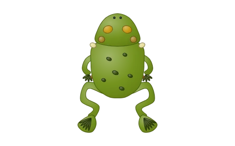 Frog: morphology and anatomy: Tap a frog's external features, then peel its dissection layer by layer: digestive system, heart and lungs, kidneys; lay the male and female reproductive systems side by side and label the dissection.