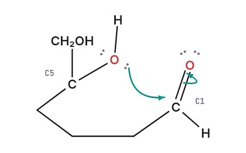 Glucose ring and anomers: The OH on C5 of glucose adds to its own aldehyde group, closing a six-membered ring with a new OH on C1.