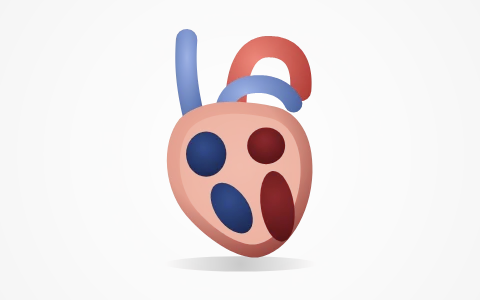 Human heart: Turn a 3-D heart, cut it open to its four chambers and peel it: septa, valves, chordae tendinae, the nodal tissue (SAN, AVN, AV bundle, bundle of His, Purkinje fibres) and the great vessels; follow a red blood cell through the pulmonary and systemic circulation; an artery's wall beside a vein's.