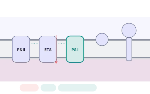Light reactions: Step electrons through the Z scheme on a thylakoid membrane from PS II to PS I to NADP⁺, split water for O₂, watch protons pile up in the lumen and drive ATP synthase, then switch to cyclic flow.