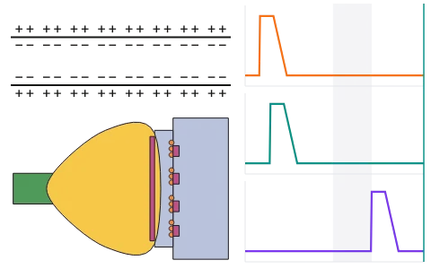 Nerve impulse: Stimulate an axon: Na+ and K+ gradients keep the membrane polarised, a stimulus lets Na+ rush in and the reversed polarity travels down the axon; at a chemical synapse vesicles release neurotransmitters that open channels on the next neuron.