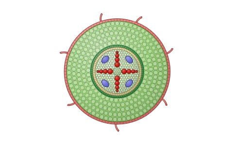 Plant anatomy: Transverse sections of dicot and monocot root, stem and leaf side by side; peel the epidermal, ground and vascular tissue systems, tap any tissue for its cells and role; radial, conjoint open and conjoint closed bundles; dorsiventral against isobilateral leaf.