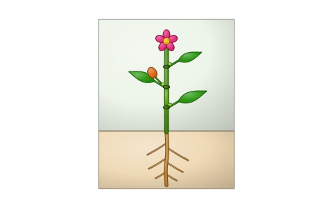 Plant morphology: Tap the parts of a flowering plant, root types and the regions of the root tip, a leaf, its venation, compound leaves and phyllotaxy; racemose against cymose inflorescence (the apex keeps growing, or ends in a flower); a flower's four whorls and aestivation; and modified roots, stems and leaves.