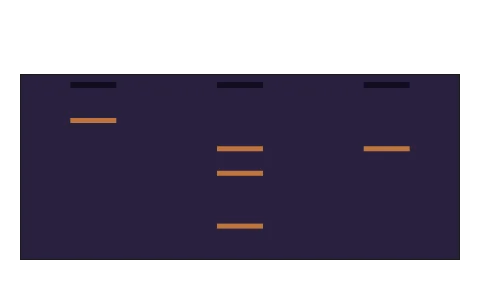 Recombinant DNA technology: Step the recombinant DNA process: isolate DNA, cut it with EcoRI, run a gel, amplify, ligate into pBR322, transform a host, select, grow it in a stirred-tank bioreactor and purify downstream, or make human insulin from chains A and B joined by disulphide bridges.