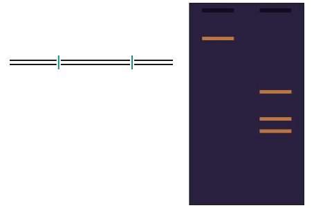Restriction digestion and gel electrophoresis: Cut DNA with EcoRI at its palindromic GAATTC sites into sticky-ended fragments, run them on an agarose gel and read their sizes; then match VNTR bands to a crime scene or a parent by DNA fingerprinting.