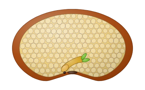 Seed and fruit: Open a bean seed beside a maize grain and tap seed coat, cotyledon, embryonal axis, plumule, radicle, endosperm, aleurone layer, scutellum, coleoptile and coleorhiza; follow ovary to fruit and ovule to seed, then true, false and parthenocarpic fruits.