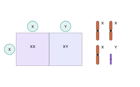 Sex determination and sex-linked inheritance: Cross the sex chromosomes of humans, grasshoppers and birds and see which gamete decides the sex, follow the honey bee's fertilised and unfertilised eggs, and watch haemophilia and colour blindness pass from carrier mothers to their sons.